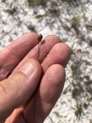 Xyris flabelliformis