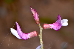 Astragalus duchesnensis