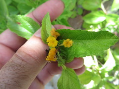 Lantana depressa