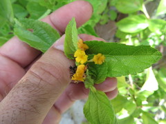 Lantana depressa