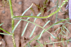 Astragalus duchesnensis