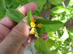Lantana depressa