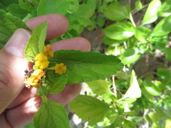 Lantana depressa