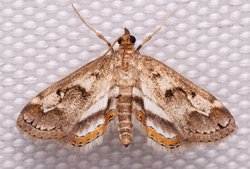 Parapoynx obscuralis Grote, 1881