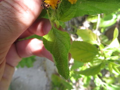 Lantana depressa