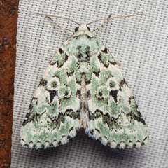Bryolymnia viridata