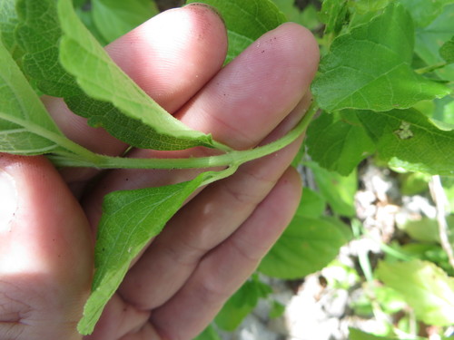 Image of Lantana depressa by (c) Ben Machado, some rights reserved (CC BY)