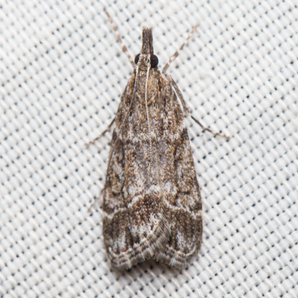 Eudonia torniplagalis (Moths of Quail Hollow) · iNaturalist