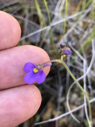 Genlisea flexuosa (Genlisea flexuosa)