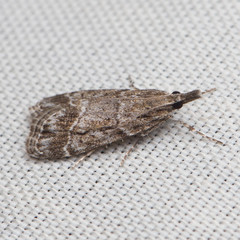 Eudonia torniplagalis