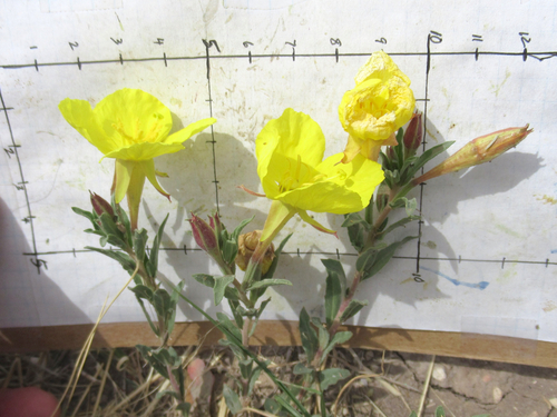 Texas sundrops (Calylophus tubicula)