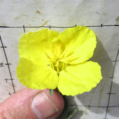 Oenothera tubicula