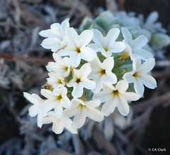 Heliotropium anomalum