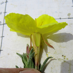 Oenothera tubicula