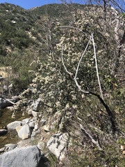 Ceanothus leucodermis