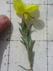 Oenothera tubicula
