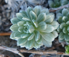 Heliotropium anomalum