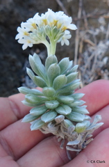 Heliotropium anomalum