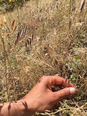Bromus arenarius