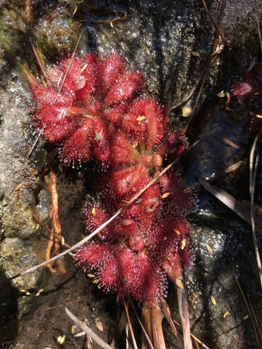 Drosera montana
