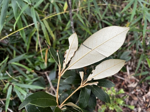 Image of Quercus championii by (c) 黃美滿, some rights reserved (CC BY)