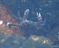 Pachygrapsus plicatus