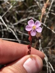 Drosera tomentosa