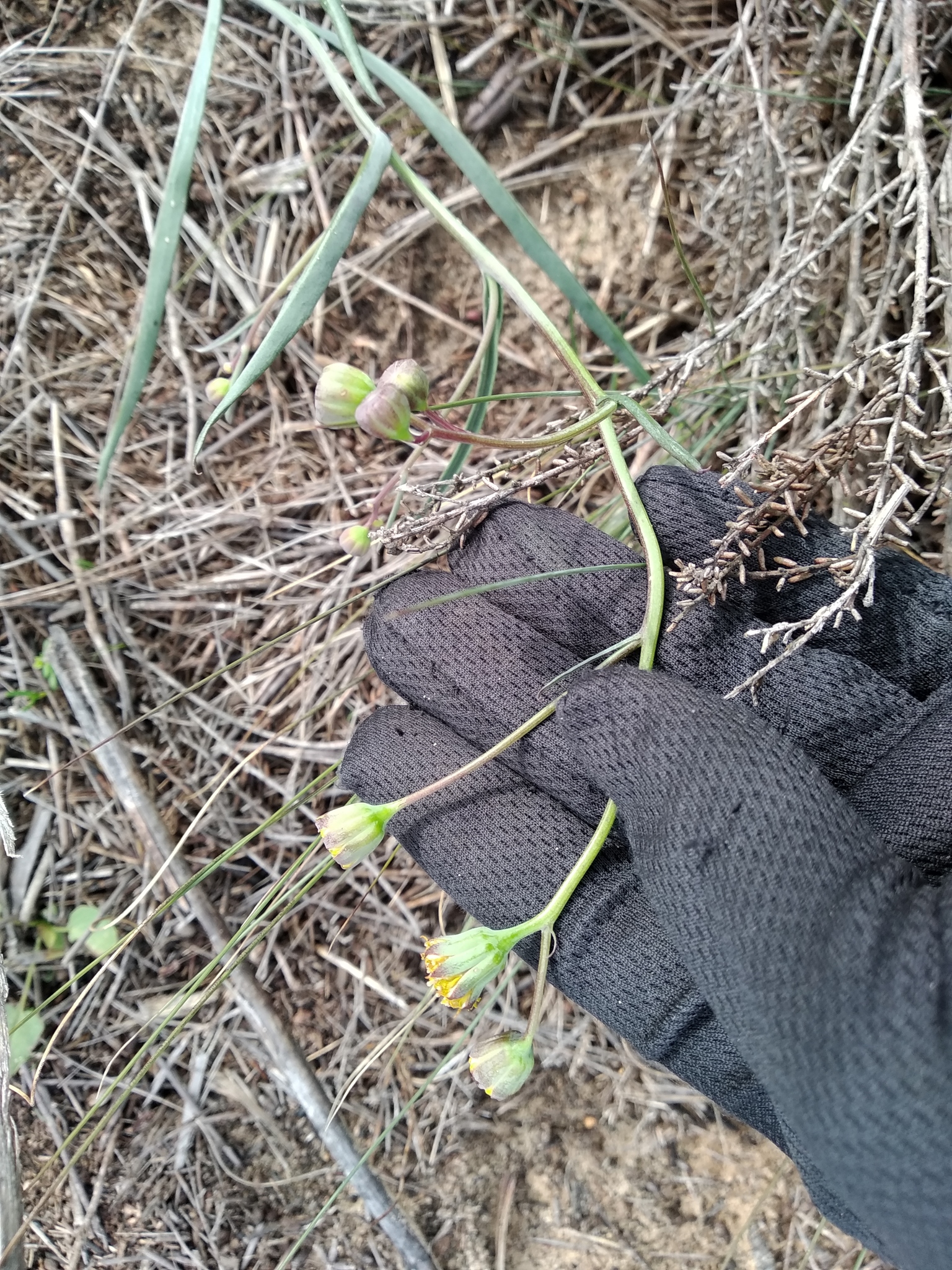 Othonna lineariifolia