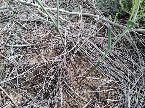 Othonna lineariifolia