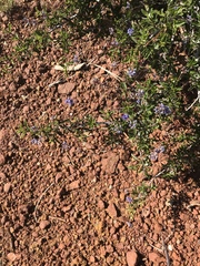 Ceanothus foliosus foliosus