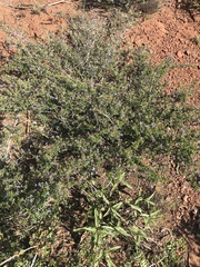 Ceanothus foliosus foliosus