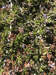 Ceanothus foliosus foliosus