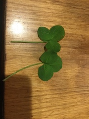 Trifolium hybridum