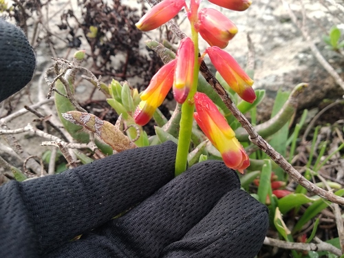 Lachenalia quadricolor