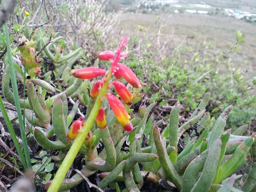 Lachenalia quadricolor