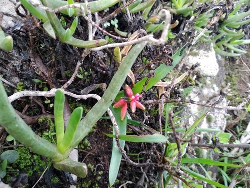 Lachenalia quadricolor