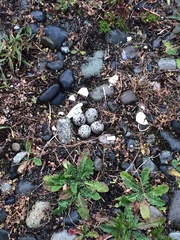 Charadrius semipalmatus