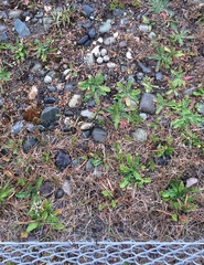 Charadrius semipalmatus