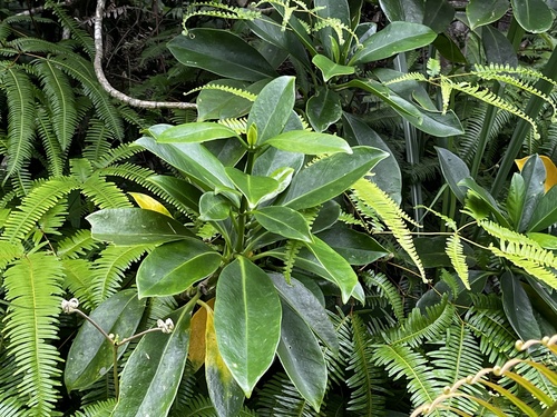 Image of Fagraea ceilanica by (c) 黃美滿, some rights reserved (CC BY)