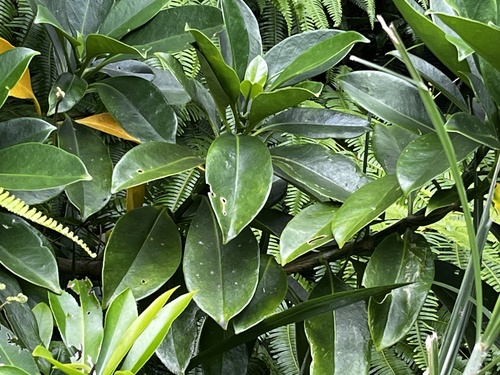 Fagraea ceilanica