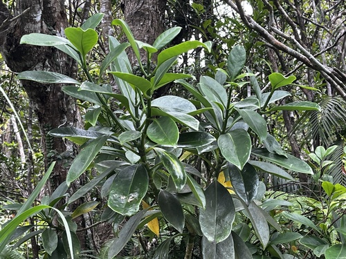 Fagraea ceilanica