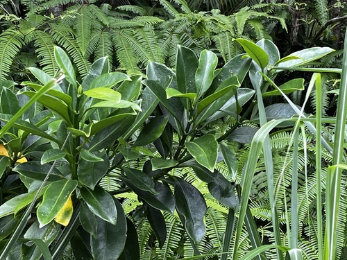 Image of Fagraea ceilanica by (c) 黃美滿, some rights reserved (CC BY)