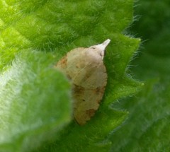 Coelostathma discopunctana