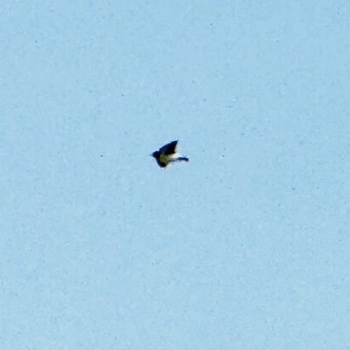 White-breasted Woodswallow (Artamus leucorynchus), photo 10
