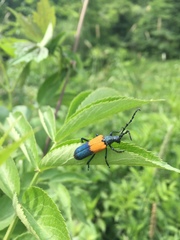 Desmocerus palliatus