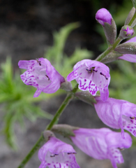 Physostegia intermedia
