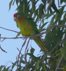 Psittacara mitratus