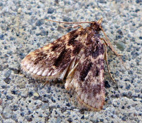 Stored grain moth