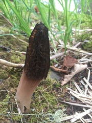 Morchella angusticeps