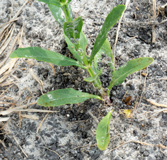 Physostegia intermedia